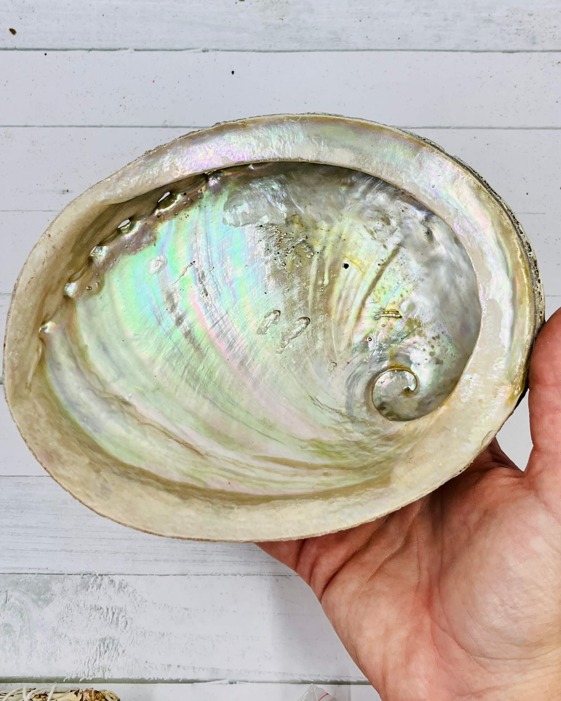 Sacred White Sage & Abalone Shell Smudge Gift Set