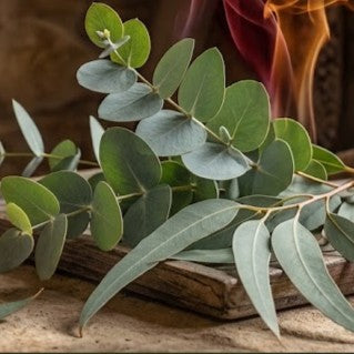 Eucalyptus